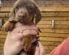 Dachshund (Smooth Haired)