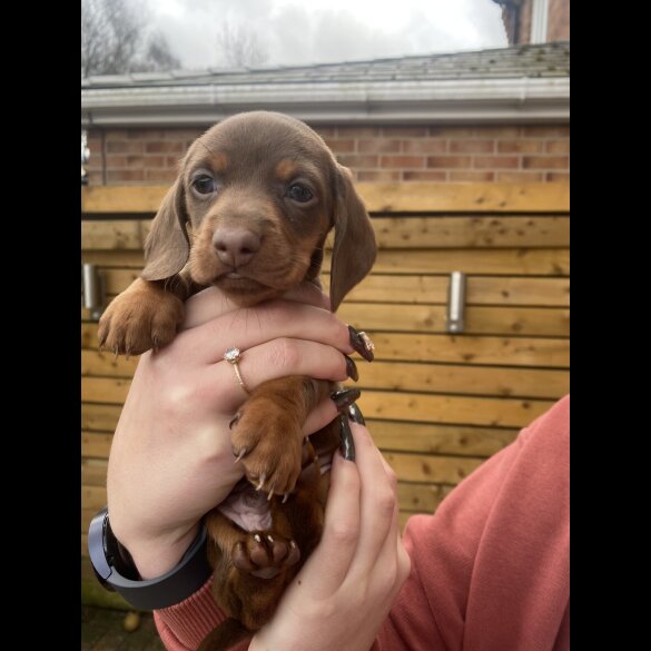 Dachshund (Smooth Haired)