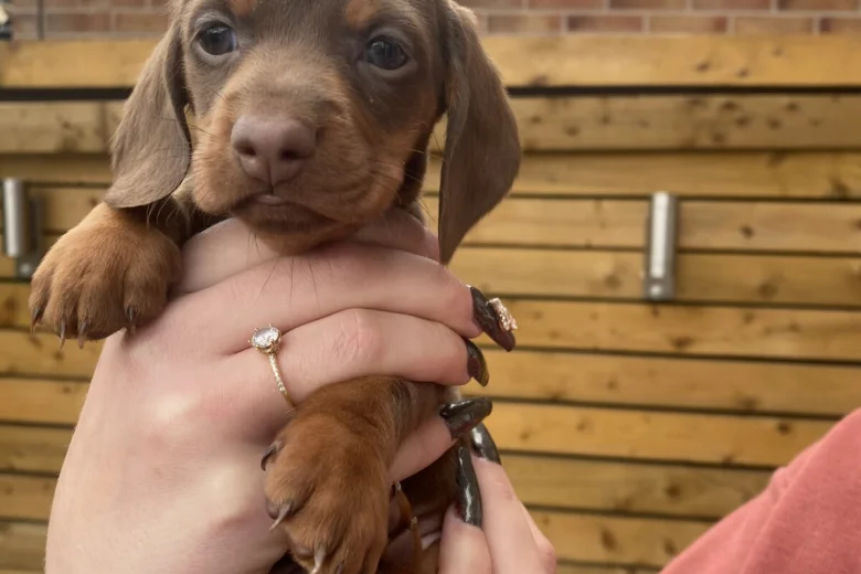 Dachshund (Smooth Haired)