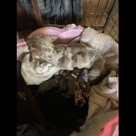 Dachshund (Smooth Haired)