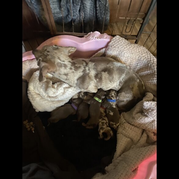 Dachshund (Smooth Haired)