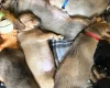 Dachshund (Smooth Haired)