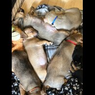 Dachshund (Smooth Haired)