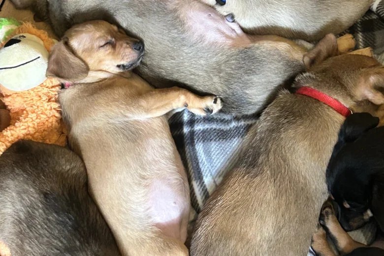 Dachshund (Smooth Haired)
