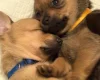 Dachshund (Smooth Haired)