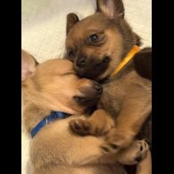 Dachshund (Smooth Haired)