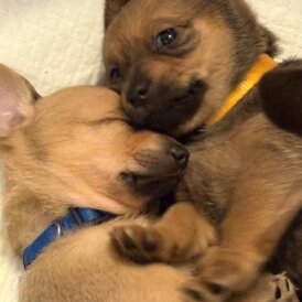 Dachshund (Smooth Haired)