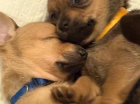 Dachshund (Smooth Haired)