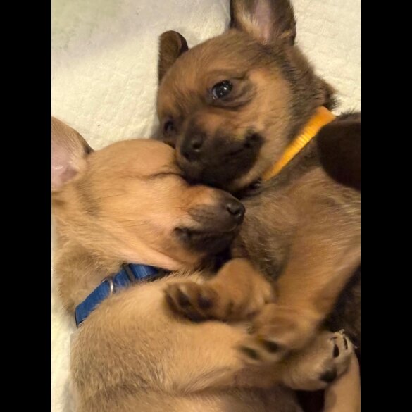 Dachshund (Smooth Haired)