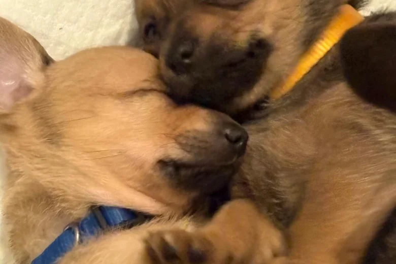 Dachshund (Smooth Haired)