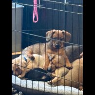 Dachshund (Smooth Haired)