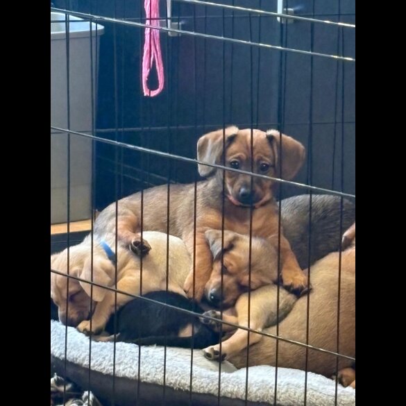 Dachshund (Smooth Haired)