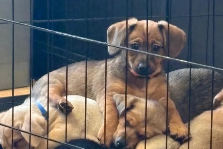 Dachshund (Smooth Haired)