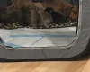 Dachshund (Smooth Haired)