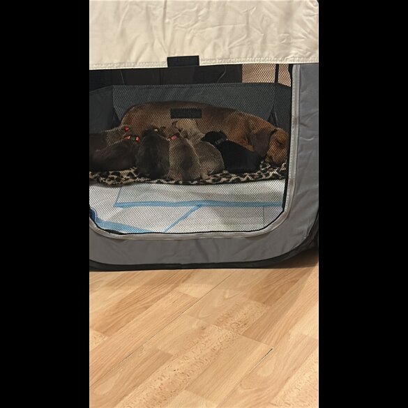 Dachshund (Smooth Haired)