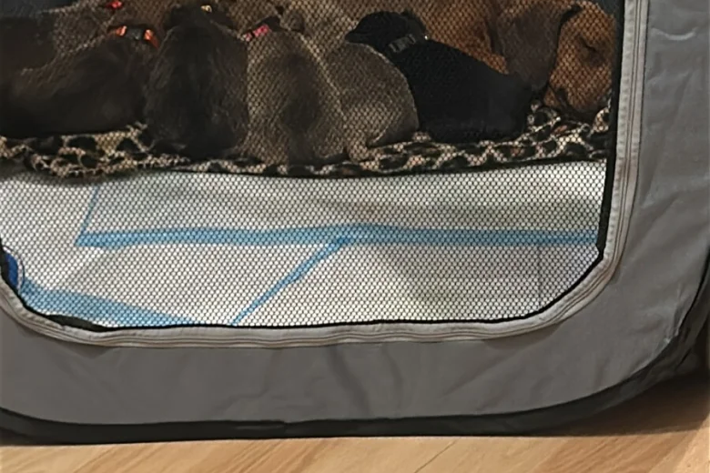 Dachshund (Smooth Haired)