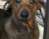 Dachshund (Smooth Haired)