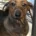 Dachshund (Smooth Haired)