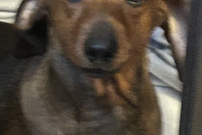 Dachshund (Smooth Haired)