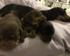 Dachshund (Miniature Smooth Haired)