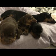 Dachshund (Miniature Smooth Haired)