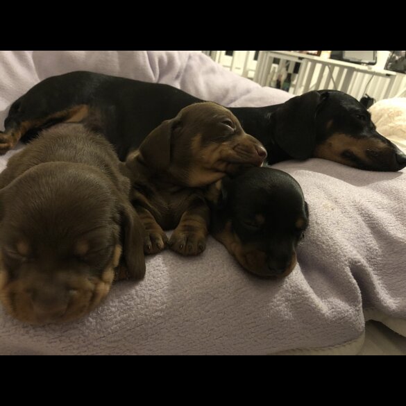 Dachshund (Miniature Smooth Haired)