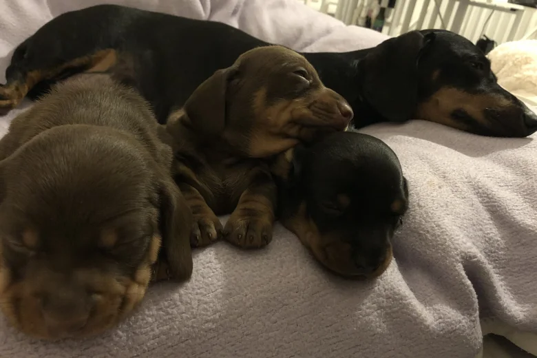 Dachshund (Miniature Smooth Haired)
