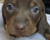 Dachshund (Miniature Smooth Haired)
