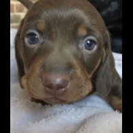 Dachshund (Miniature Smooth Haired)