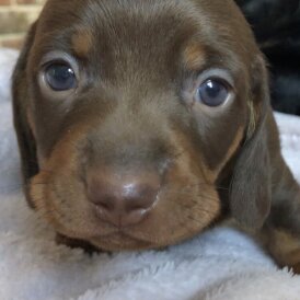 Dachshund (Miniature Smooth Haired)