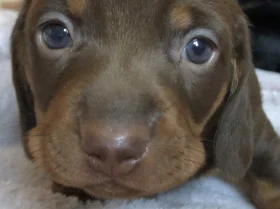 Dachshund (Miniature Smooth Haired)
