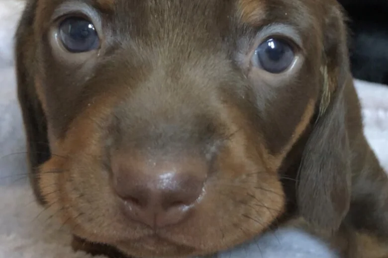 Dachshund (Miniature Smooth Haired)
