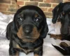 Dachshund (Miniature Smooth Haired)