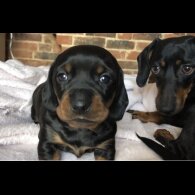 Dachshund (Miniature Smooth Haired)