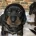 Dachshund (Miniature Smooth Haired)
