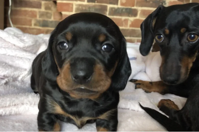 Dachshund (Miniature Smooth Haired)