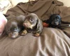 Dachshund (Miniature Smooth Haired)
