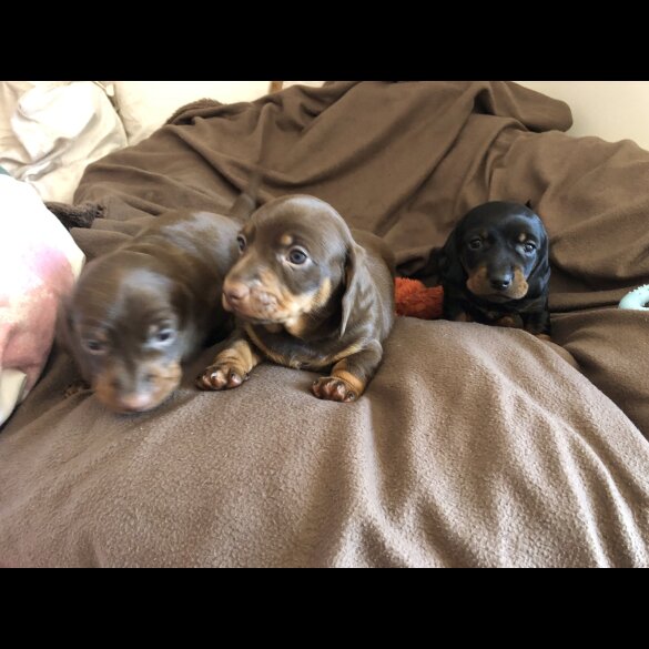 Dachshund (Miniature Smooth Haired)