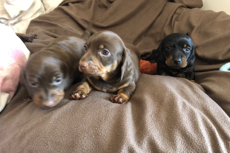 Dachshund (Miniature Smooth Haired)