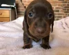 Dachshund (Miniature Smooth Haired)