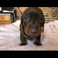 Dachshund (Miniature Smooth Haired)