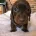 Dachshund (Miniature Smooth Haired)
