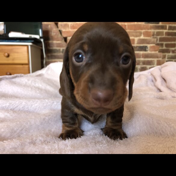 Dachshund (Miniature Smooth Haired)