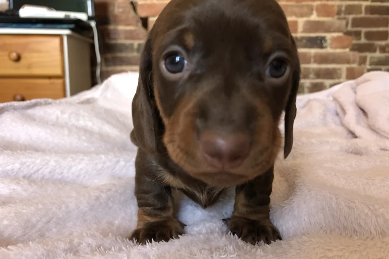 Dachshund (Miniature Smooth Haired)