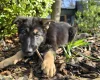 German Shepherd (Alsatian)