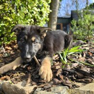 German Shepherd (Alsatian)