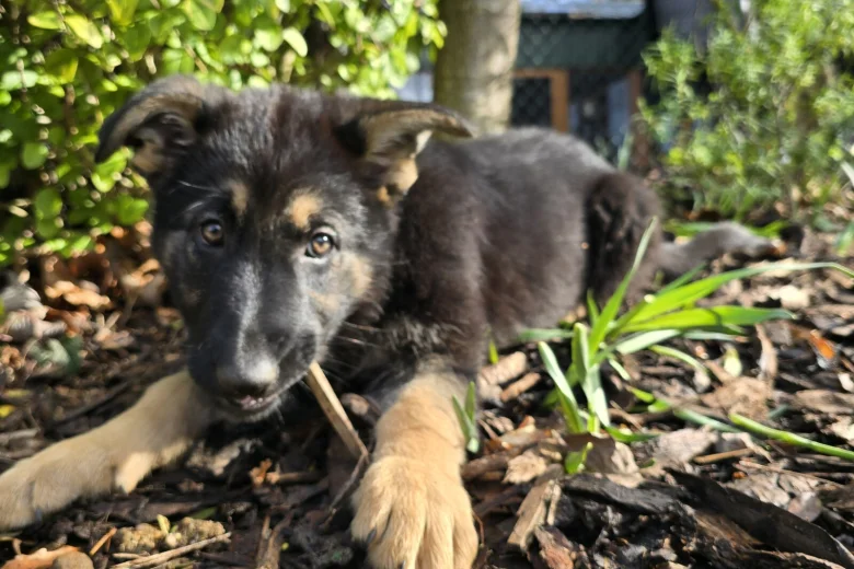 German Shepherd (Alsatian)
