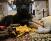 German Shepherd (Alsatian)