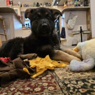 German Shepherd (Alsatian)