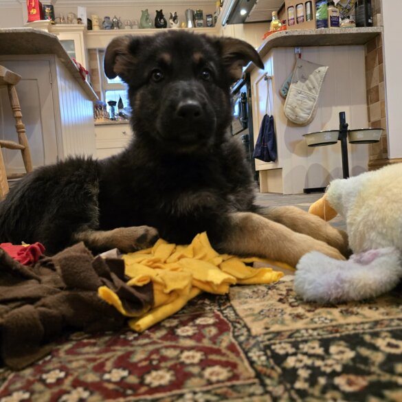 German Shepherd (Alsatian)